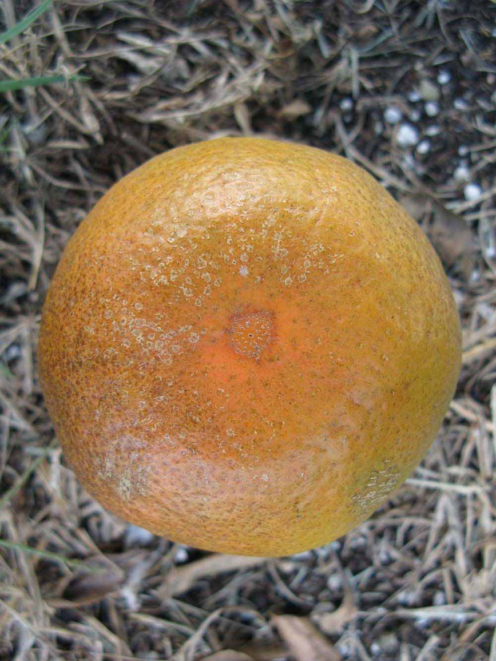              Fruit (Winter Haven, FL)       